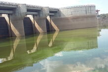 Tejo apresenta-se verde junto à barragem de Alcântara, em Espanha