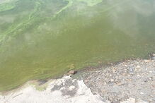 Tejo apresenta-se verde junto à barragem de Alcântara, em Espanha