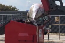 Baleia foi deixada pela polícia no parque de estacionamento