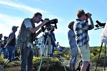 Há muitas aves para observar 