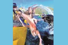 Foca ataca canoísta com polvo na boca