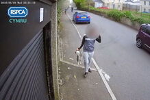 Adolescente atiçaram cão contra gato