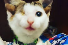 Gato com quatro orelhas encontrado debaixo de casa na Austrália