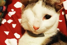 Gato com quatro orelhas encontrado debaixo de casa na Austrália