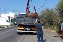 Égua morre atropelada em Silves