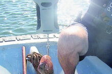 Polvos subdimensionados foram salvos após terem sido pescados        