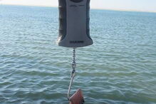 Polvos subdimensionados foram salvos após terem sido pescados