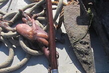 Polvos subdimensionados foram salvos após terem sido pescados