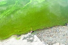 Mancha verde vinda de Espanha ameaça água do Tejo 