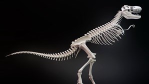 Paleontólogos da Universidade Nova de Lisboa identificam nova espécie de dinossauro na Gronelândia