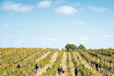 Vindimas começam no fim do verão