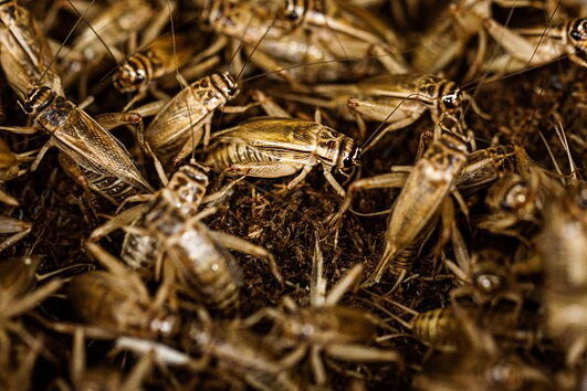 Grilos podem ser uma alternativa proteica ao consumo de carne