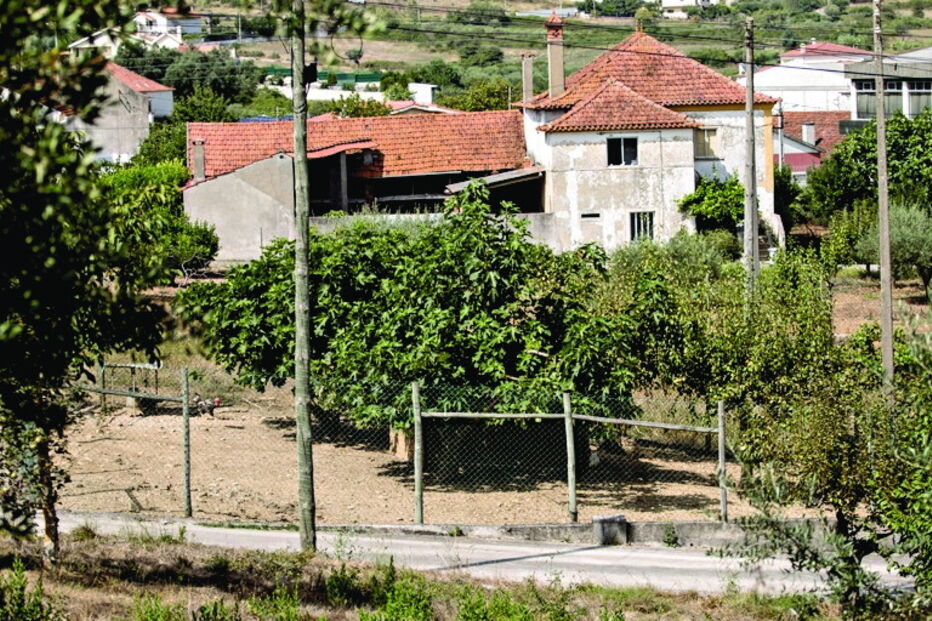 Cães matam ovelhas e cabras na Batalha 