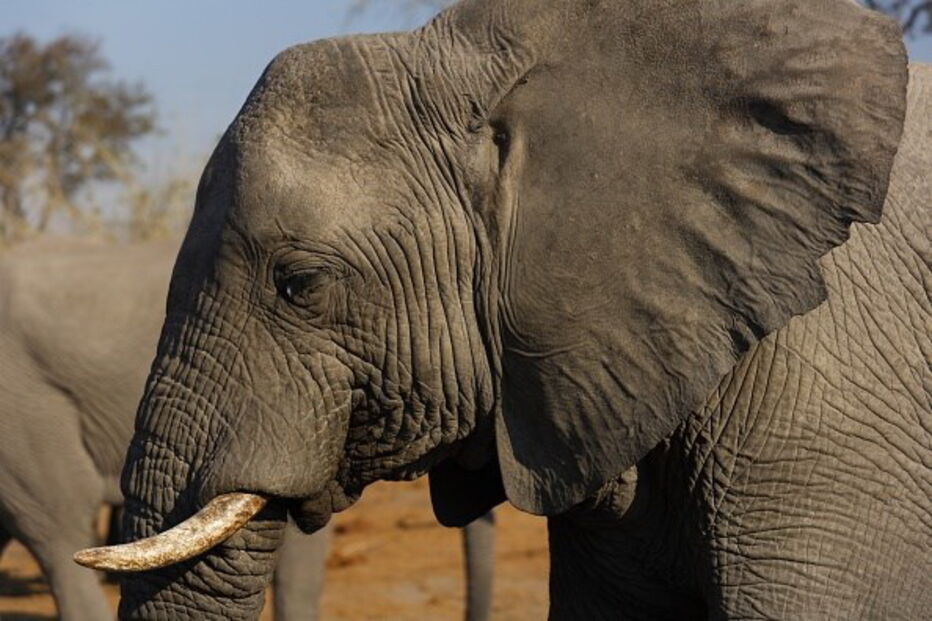 Comunidades de elefantes no Botswana