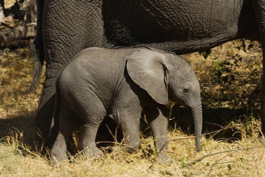 Comunidade de elefantes no Botswana