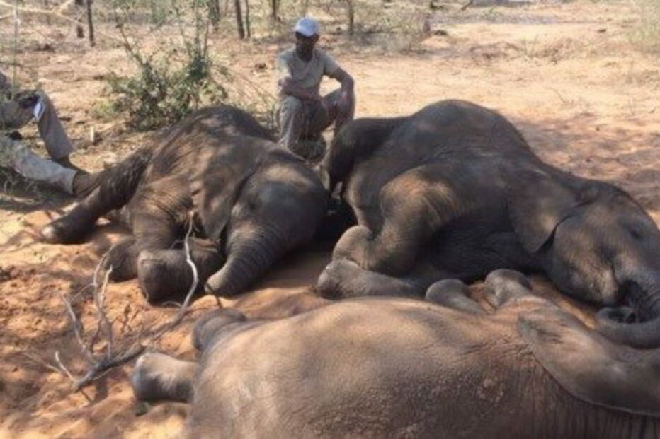 Elefantes encontrados no Delta do Okavango