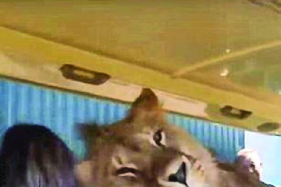 Leão afetuoso ‘ataca’ turistas com lambidelas