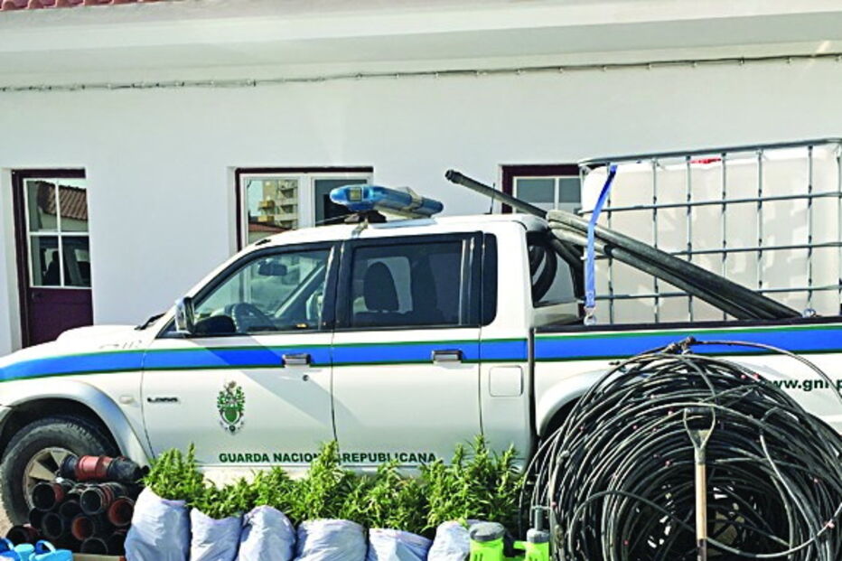 GNR apreende canábis