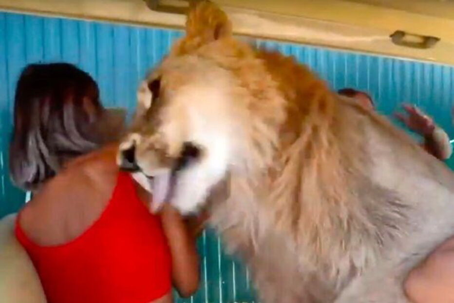 Leão afetuoso ‘ataca’ turistas com lambidelas