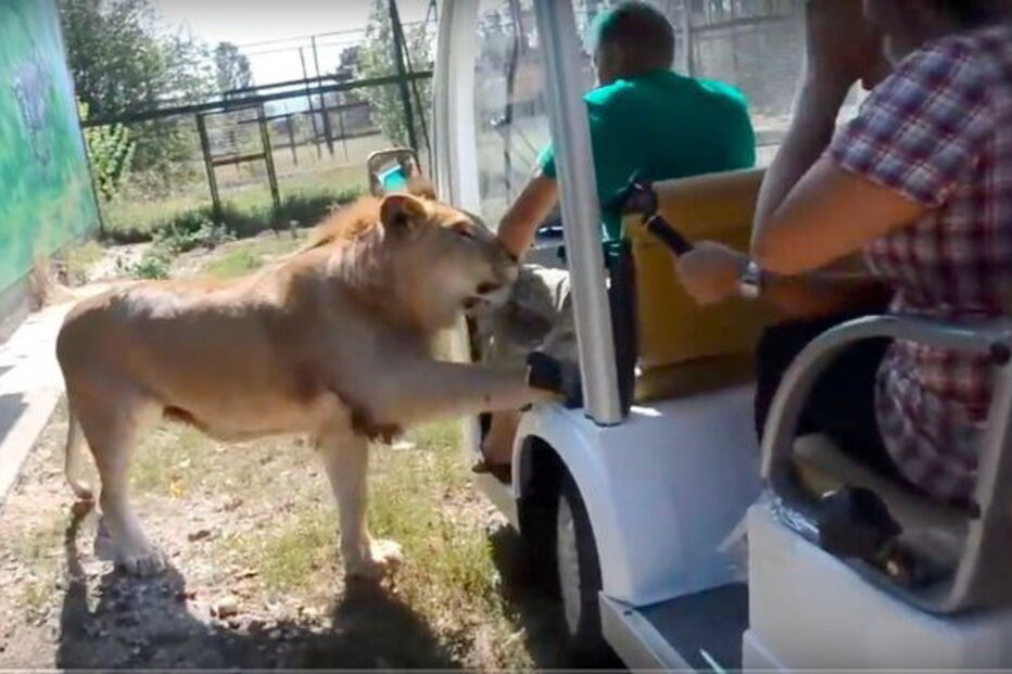 Leão afetuoso ‘ataca’ turistas com lambidelas