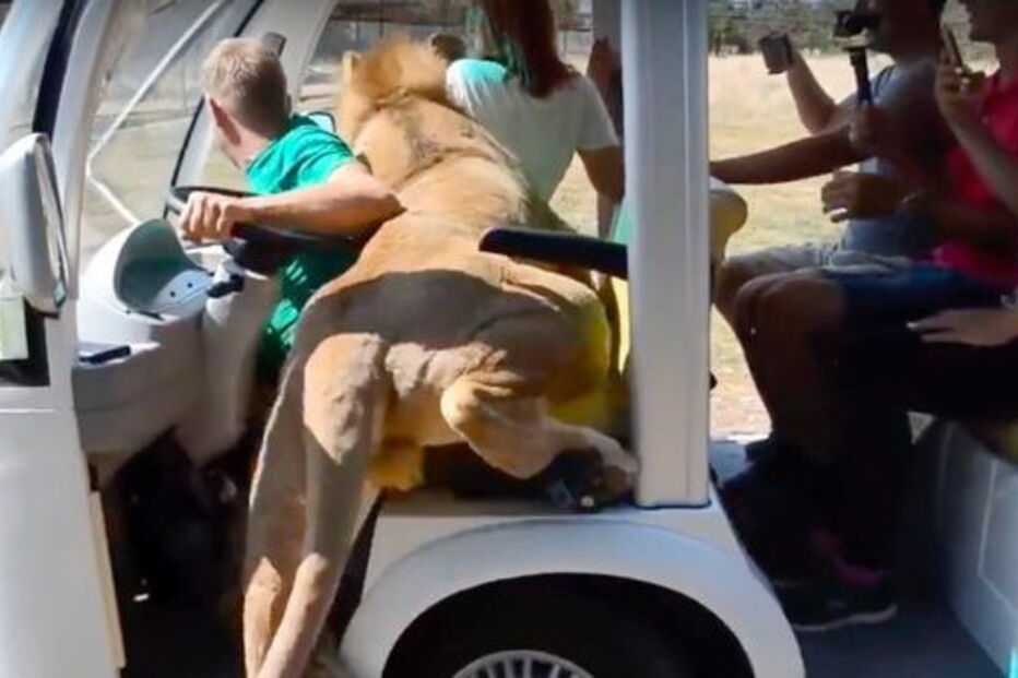 Leão afetuoso ‘ataca’ turistas com lambidelas