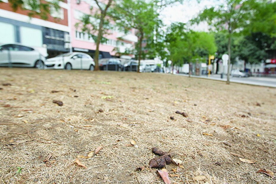 Dejetos de animais sujam jardins, com relva ressequida, como este na Av. Duque de Ávila