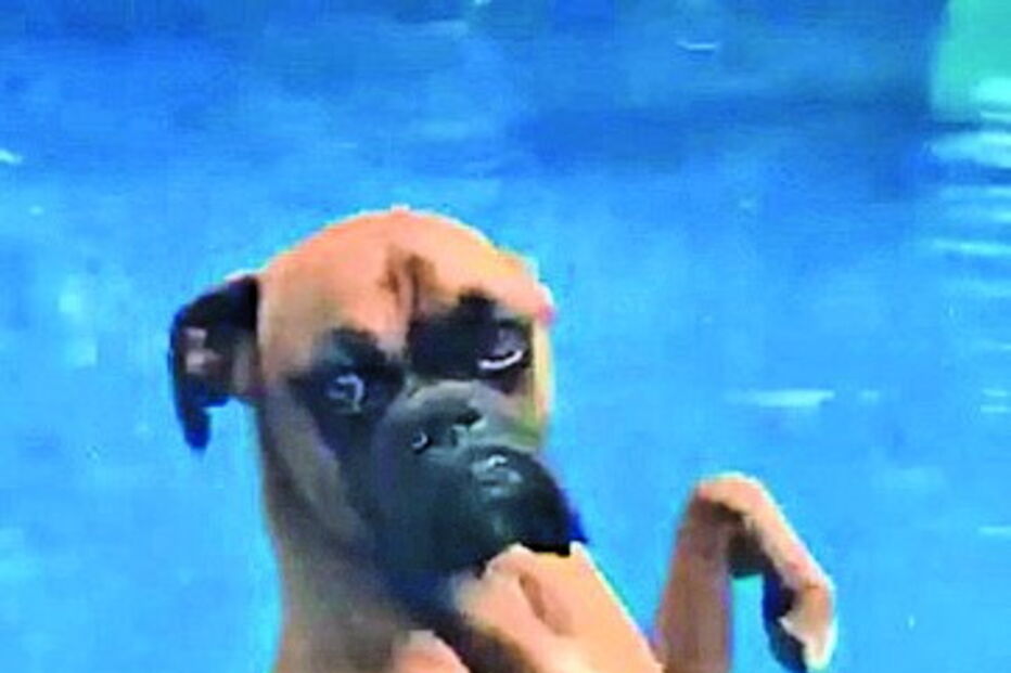 Cão recusa-se a molhar as patas