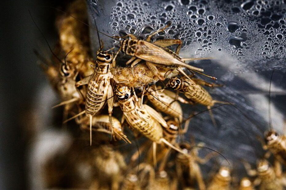 Grilos podem ser uma alternativa proteica ao consumo de carne