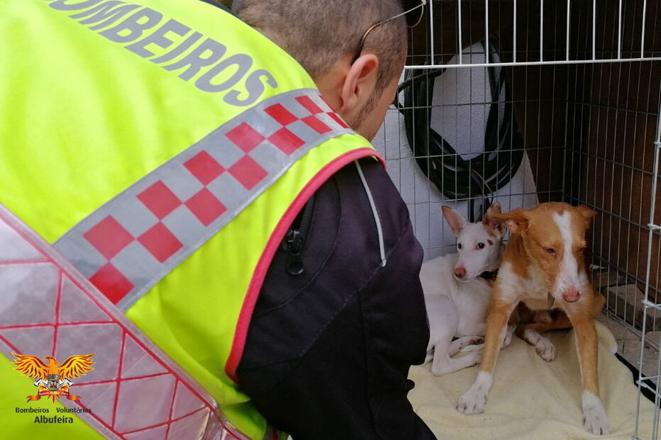 Animais com a equipa de resgate 