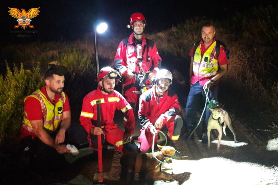 Animais com a equipa de resgate 