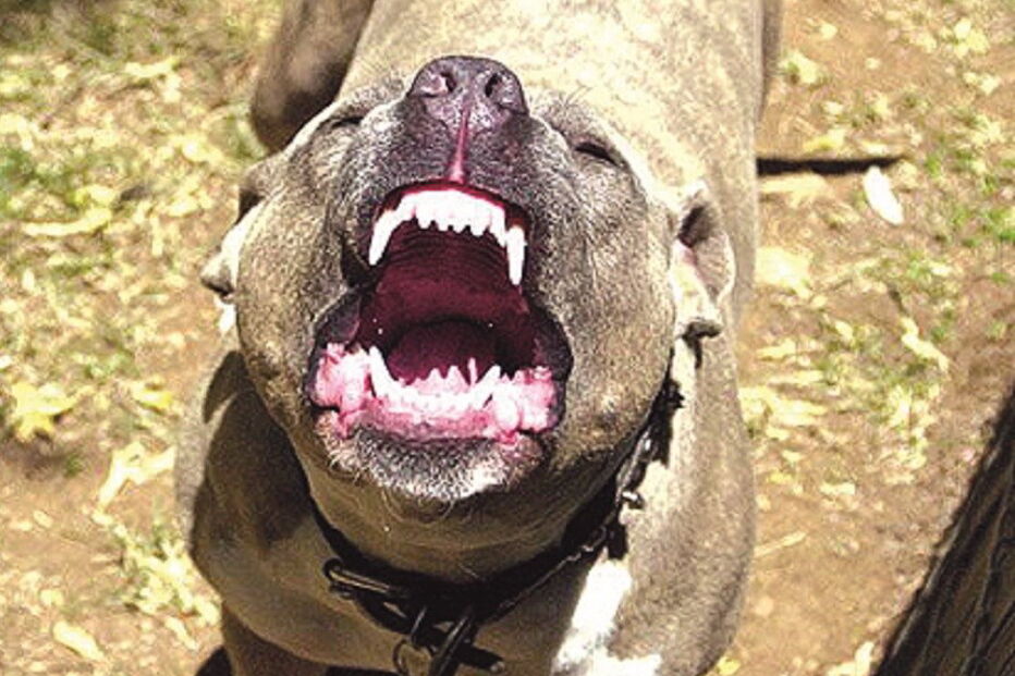 Ataques vão aumentar este ano 