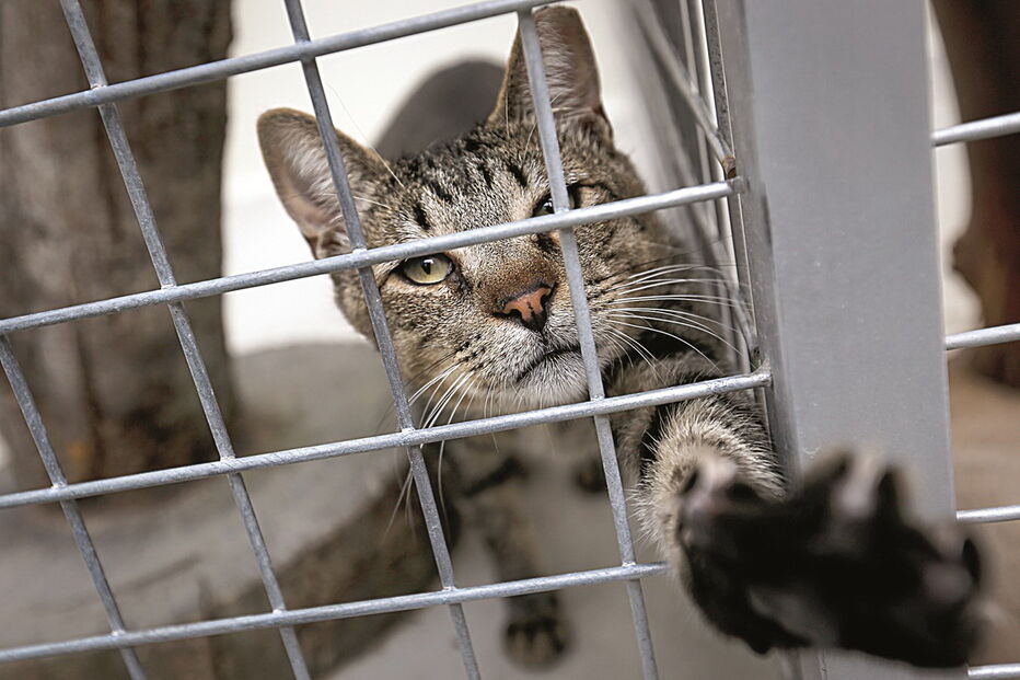 Fim do abate de animais poderá provocar a sobrelotação dos centros de recolha de cães e gatos 