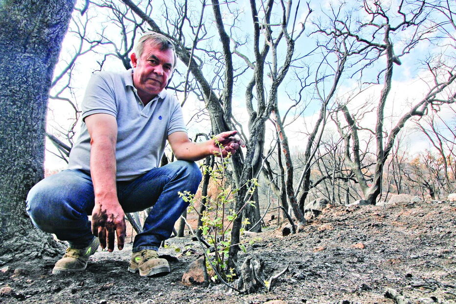 Produtor florestal José Paulo mostra a destruição dos sobreiros em Monchique