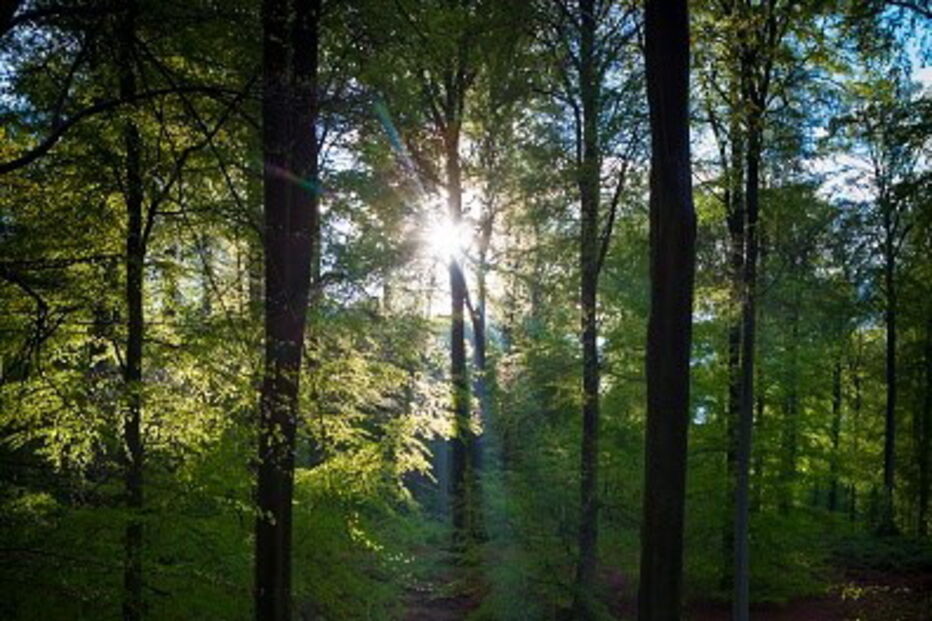 Floresta 'Foret de Soignes' na Bélgica