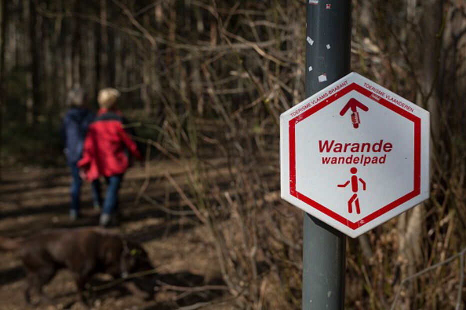 Floresta 'Foret de Soignes' na Bélgica