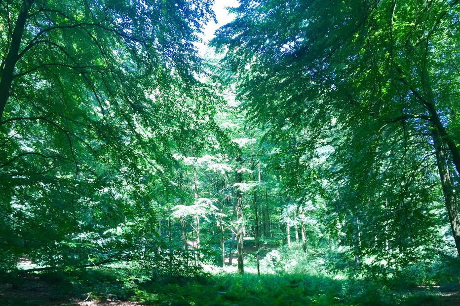 Forêt de Soignes, na Bélgica