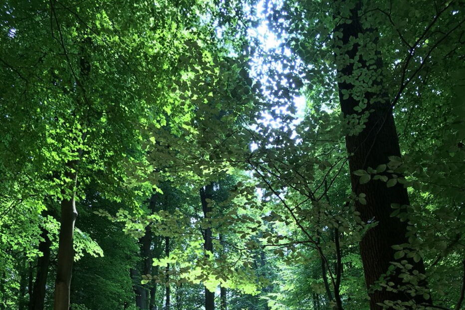 Forêt de Soignes, na Bélgica