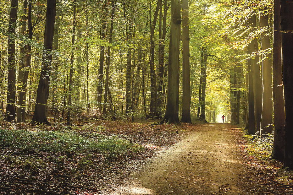 Corpo foi encontrado em floresta belga