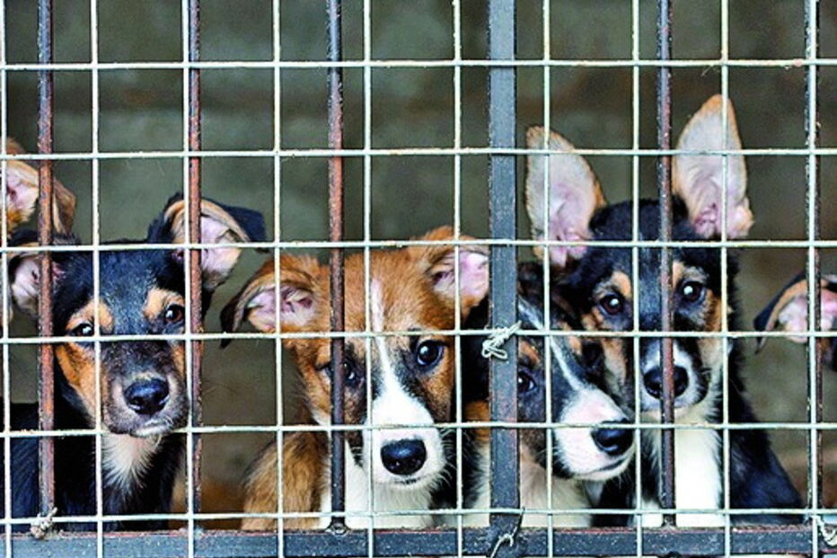 Cães presos