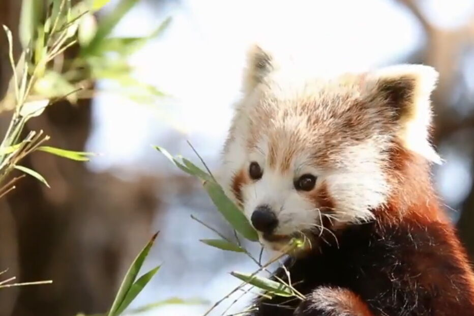 Panda-vermelho bebé é o novo residente do Jardim Zoológico de Lisboa