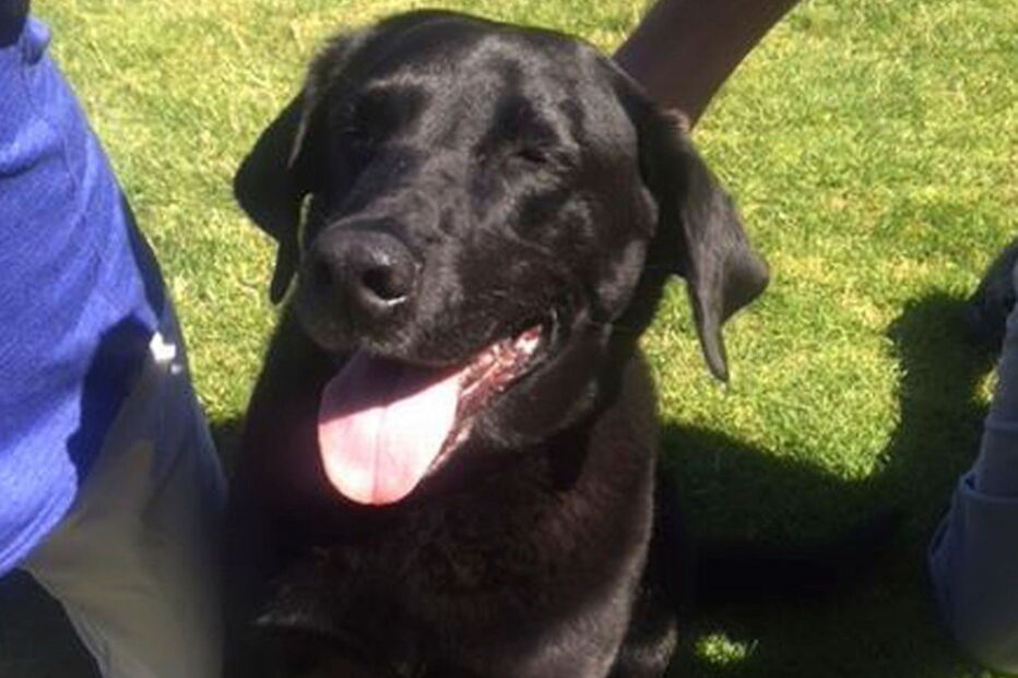 Labrador salva homem de ser condenado a 50 anos de prisão por abuso sexual