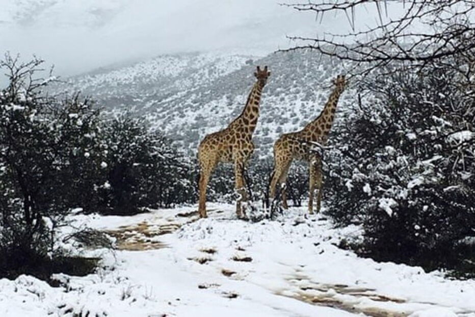 Neve na África do Sul cobriu girafas e elefantes de branco