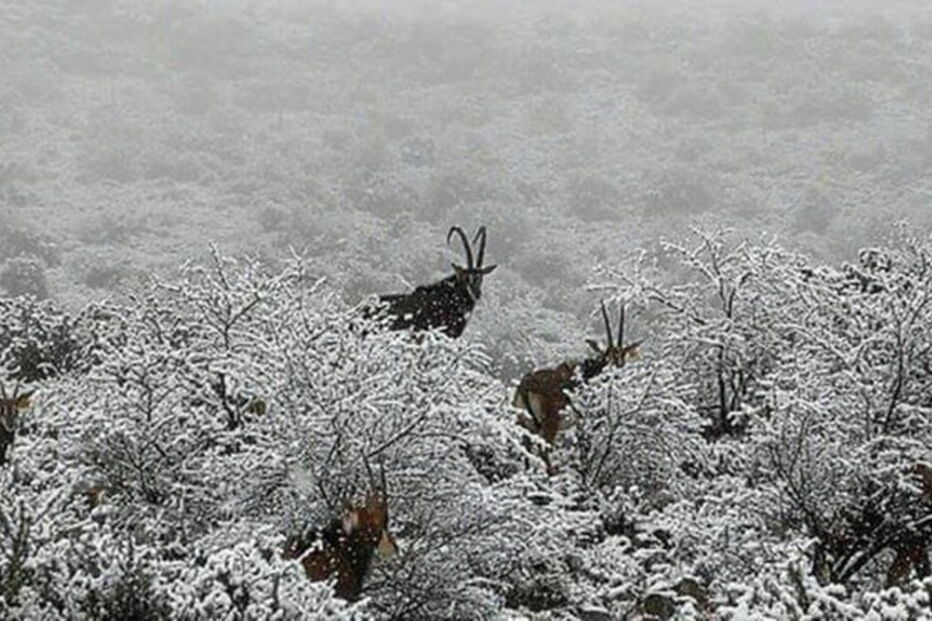 Neve na África do Sul cobriu girafas e elefantes de branco