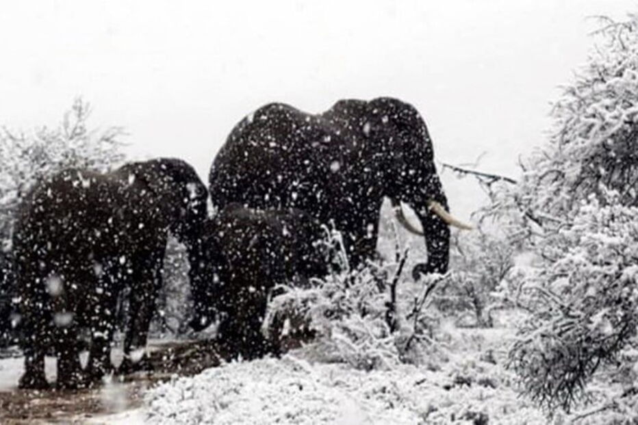 Neve na África do Sul cobriu girafas e elefantes de branco