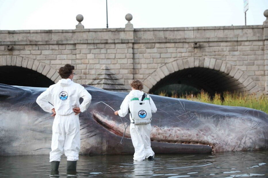 Figura hiper-realista de um cachalote apareceu em Madrid