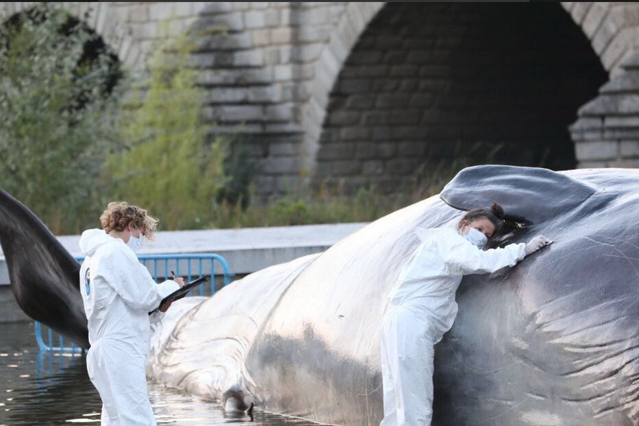 Figura hiper-realista de um cachalote apareceu em Madrid