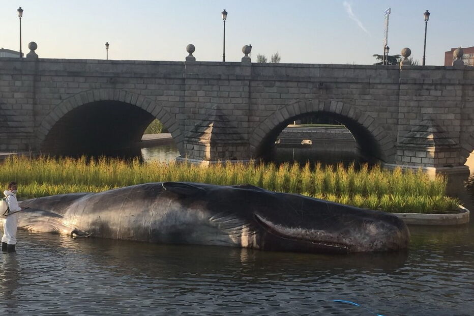 Figura hiper-realista de um cachalote apareceu em Madrid