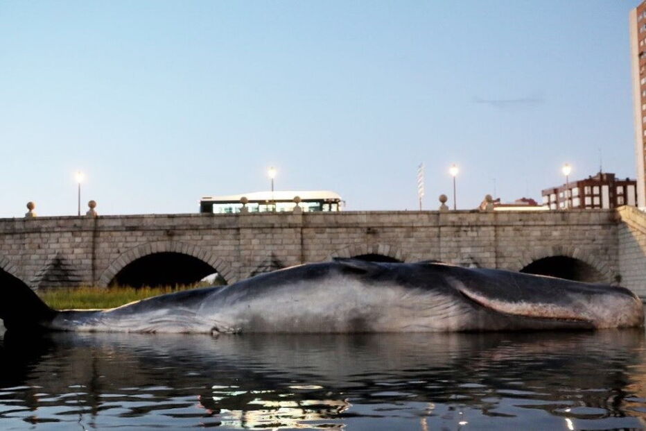 Figura hiper-realista de um cachalote apareceu em Madrid