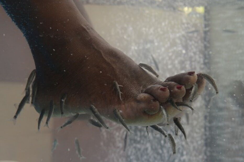 Pedicure com peixes