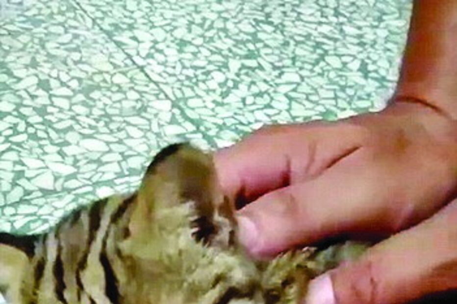 Polícia faz massagem cardíaca a leopardo